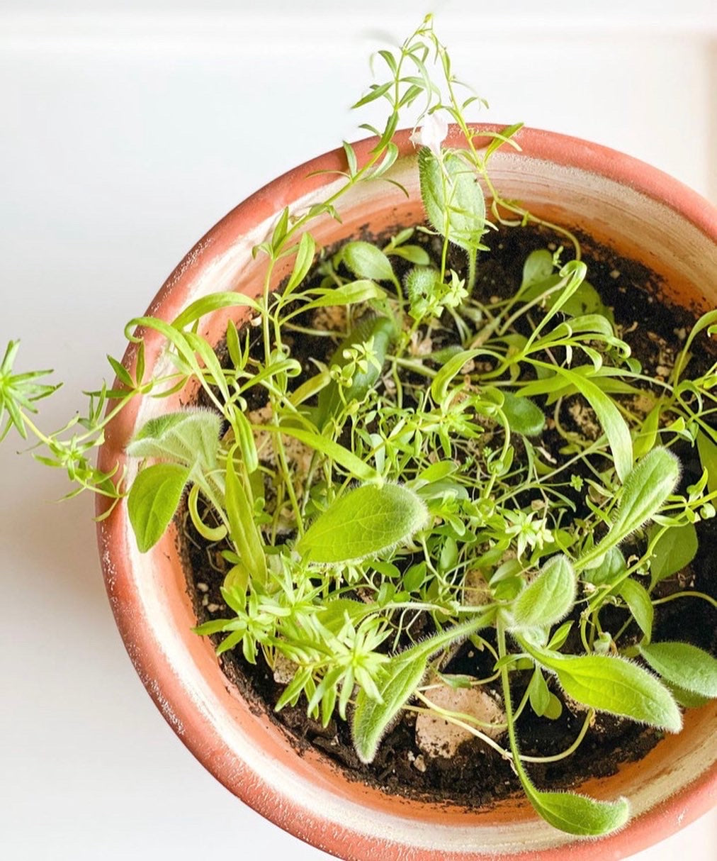 growNOTES™ Mailers - Invitations on Plantable Seed Paper