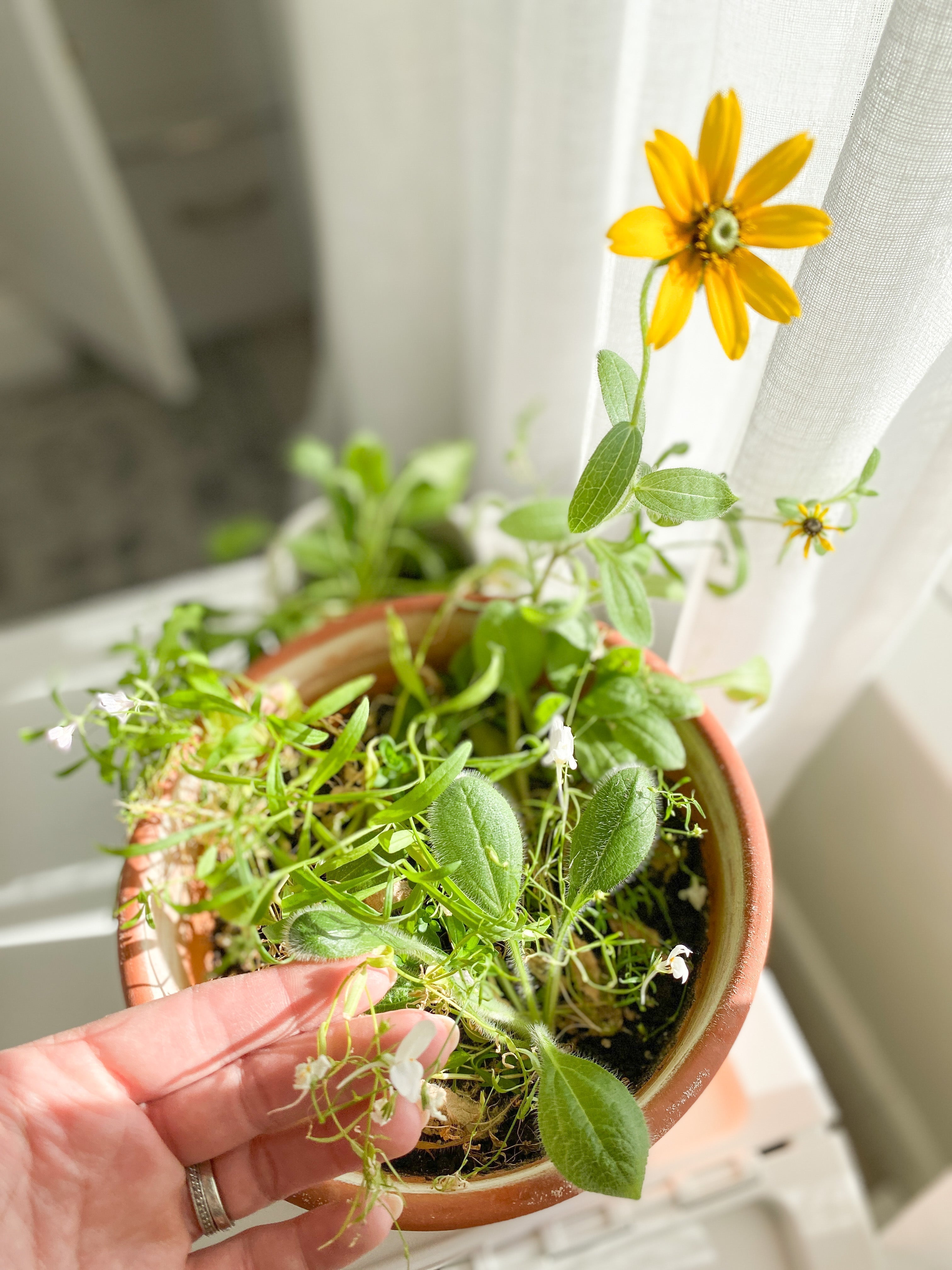 growNOTES™ Wildflower Baby Shower Plantable Invitation - Purple Florals