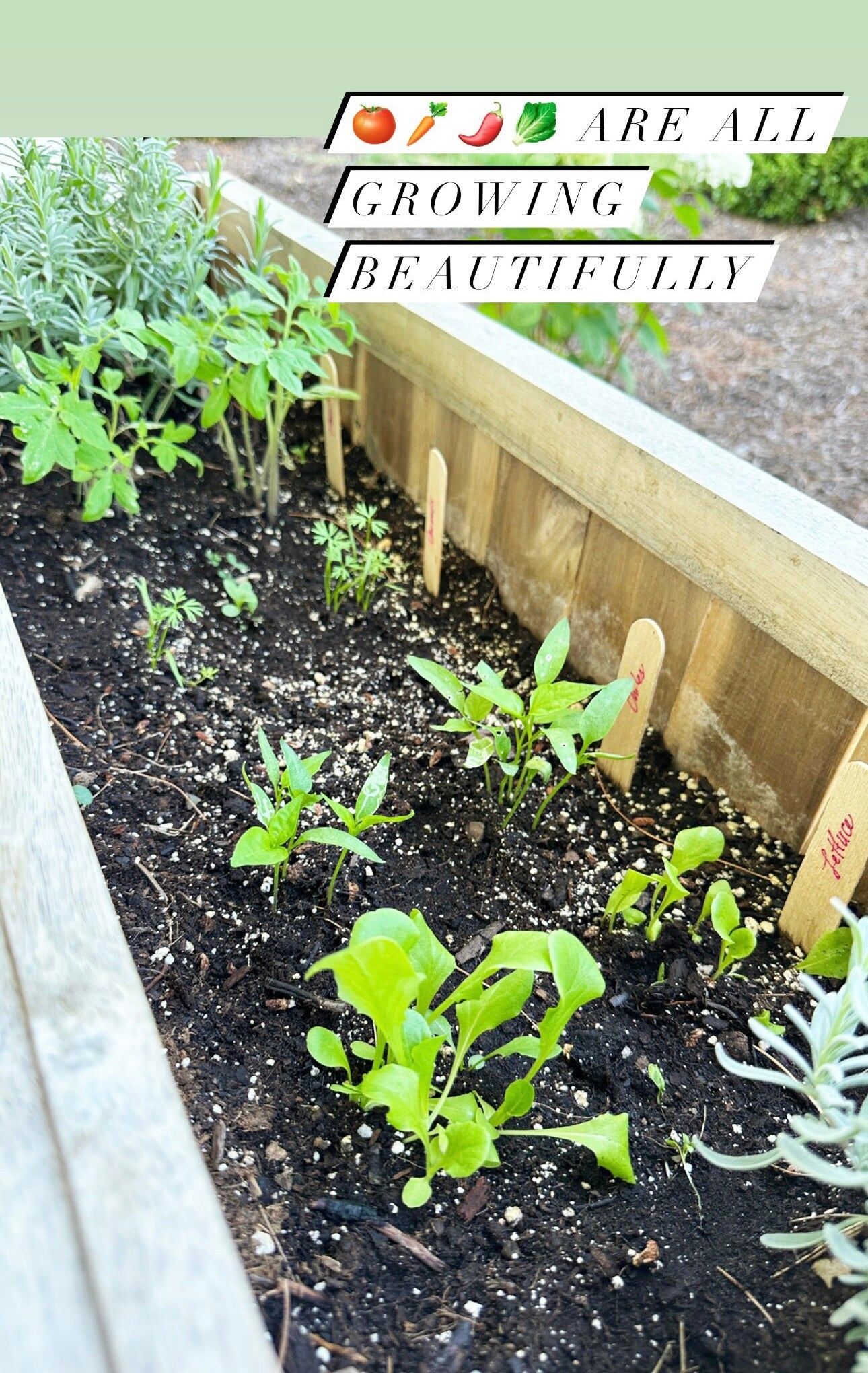 growNOTES™ Let's Grow Together Mini Veggie Garden Bookmark Kits